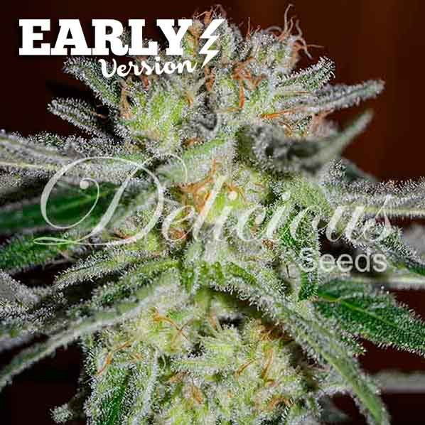 Northern Light Blue Early Version - DELICIOUS SEEDS