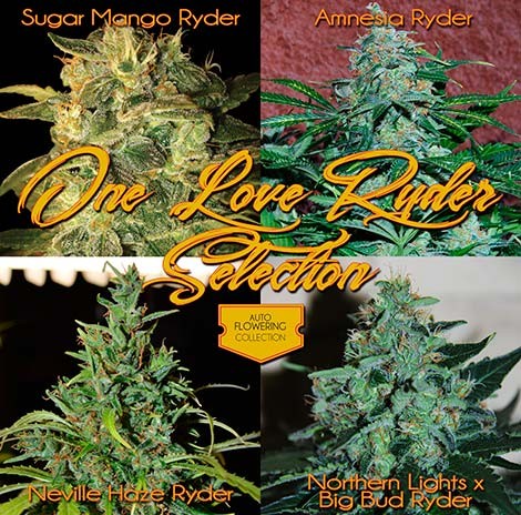 Automatic One Love Selection - Все продукты - Root Catalog