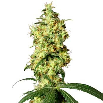White Widow Automatic - 10 Seeds - Все продукты - Root Catalog