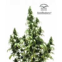 Purchase AUTO BLUEBERRY