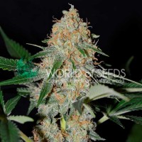 Purchase AFGHAN KUSH EARLY HARVEST