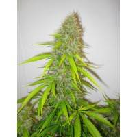 Purchase Critical Jack Herer