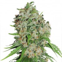 Purchase Outlaw - 3 seeds fem (Dutch Passion)