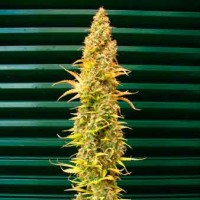 Purchase Spice - 15 Seeds
