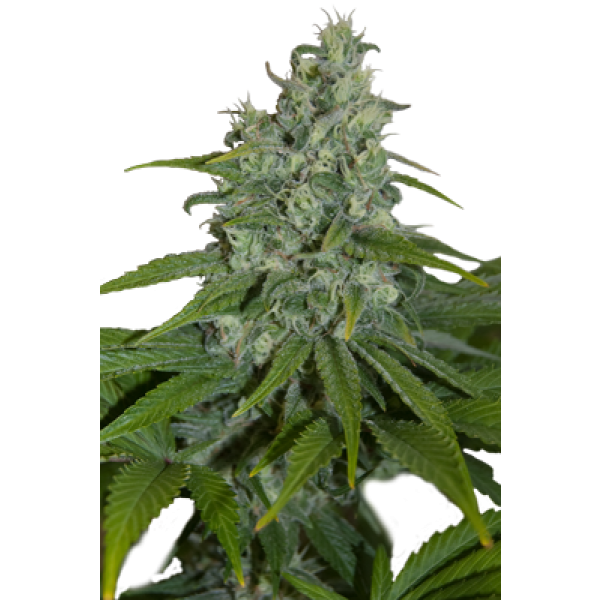 AUTO MAX - 5 UNDS. (SEED MAKERS) - Root Catalog - Alle Produkte