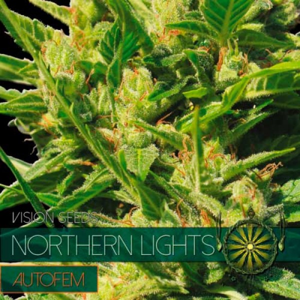 Northern Lights Auto Vision Seeds World Of Seeds