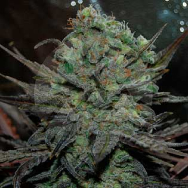 SUGAR BLACK ROSE · Delicious · cannabis samen · Fem
