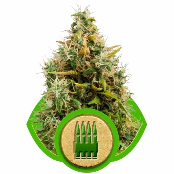 ROYAL AK AUTOMATIC - ROYAL-QUEEN SEEDS