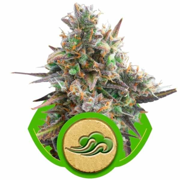 ROYAL BLUEMATIC - ROYAL-QUEEN SEEDS