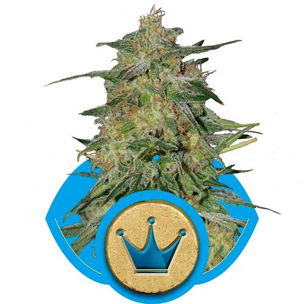 Royal Highness - ROYAL-QUEEN SEEDS