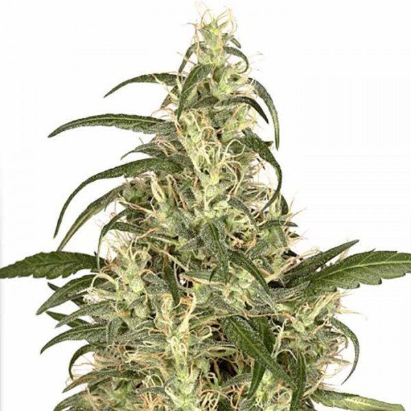 Skunk #11 - 5 seeds (Dutch Passion) - Root Catalog - Alle Produkte