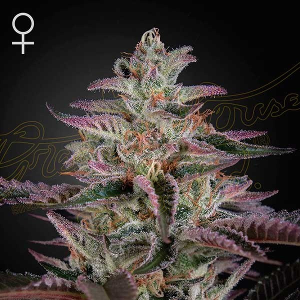 Banana Krumble Buy Cannabis Seeds from GREENHOUSE