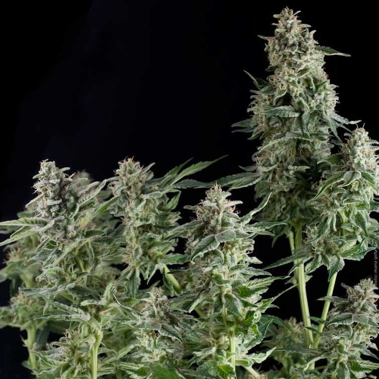 Northern Lights Pyramid Seeds World Of Seeds