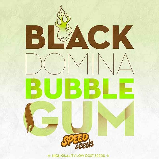 BLACK DOMINA X BUBBLE GUM
