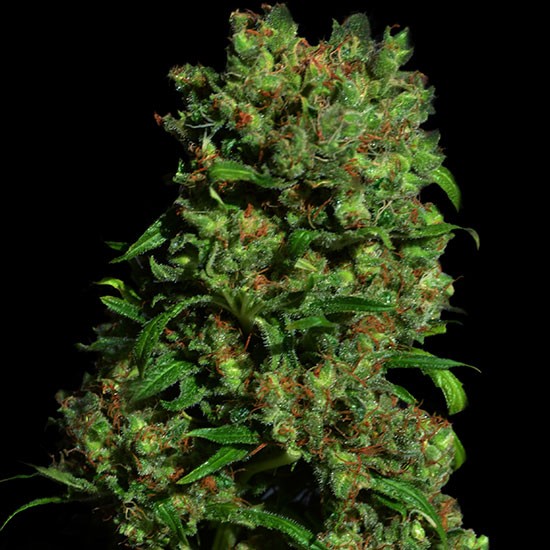 CRITICAL VIP 5 Seeds (VIP SEEDS) - Outlet