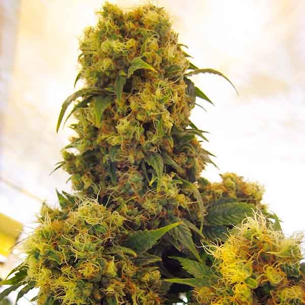 Critical Skunk - 15 seeds - Alle Produkte - Root Catalog