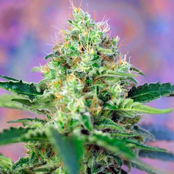 Crystal Candy - Feminized - SWEET SEEDS