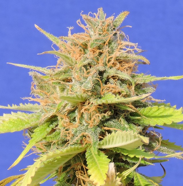 Girl Scout Cookies Auto - Alle Produkte - Root Catalog