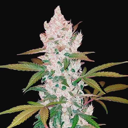 GIRL SCOUT COOKIES AUTO - Alle Produkte - Root Catalog