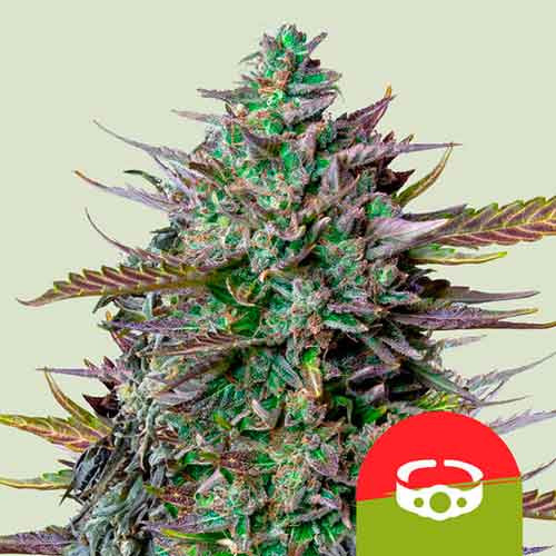 GOAT'lato Auto - ROYAL-QUEEN SEEDS