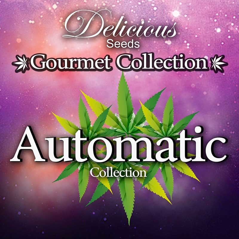 Gourmet Collection - Automatic Strains - GOURMET COLLECTION - DELICIOUS SEEDS