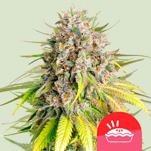 Punch Pie - ROYAL-QUEEN SEEDS