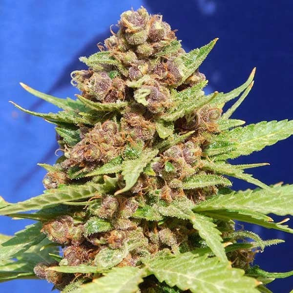 Purple Punch Cookies - Alle Produkte - Root Catalog