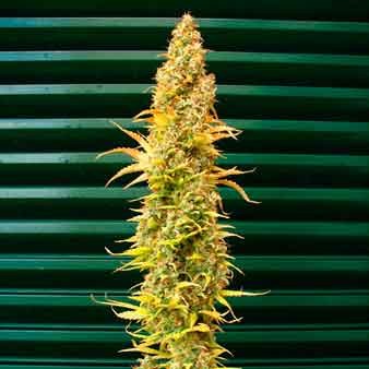 Spice - 15 Seeds - Alle Produkte - Root Catalog