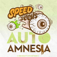 Purchase AMNESIA AUTO (SPEED SEEDS)