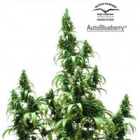 Purchase AUTO BLUEBERRY