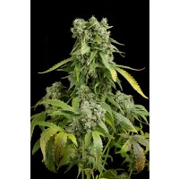 Purchase BLUE CHEESE AUTO 