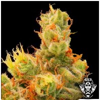 Purchase BLUEBERRY GUM - 5 seeds