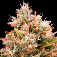 Purchase CHEMDAWG