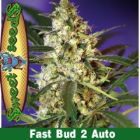 Purchase FAST BUD #2 AUTO