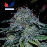 Purchase Mystic Cookie - 5 seeds