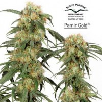Purchase PAMIR GOLD