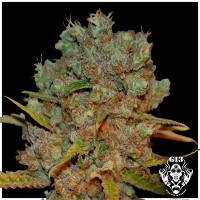 Purchase WHITE CRITICAL - 5 seeds