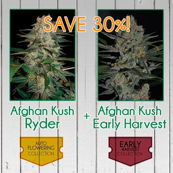 Afghan Kush Pack - Fast - WORLDOFSEEDS - SPECIAL COLLECTIONS