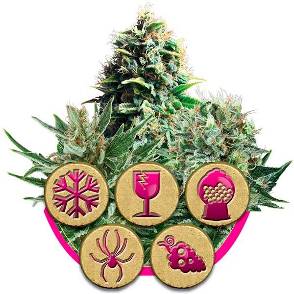Feminized Mix - ROYAL-QUEEN SEEDS
