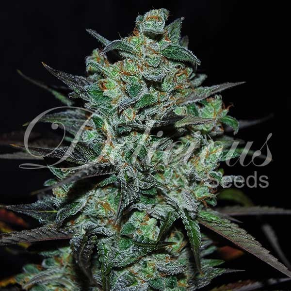 Northern Light Blue THC-FREE - DELICIOUS SEEDS