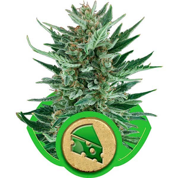 Royal Cheese Automatic - ROYAL-QUEEN SEEDS