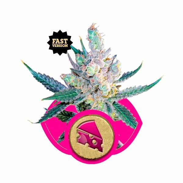 ROYAL CHEESE (Fast Flowering) - ROYAL-QUEEN SEEDS