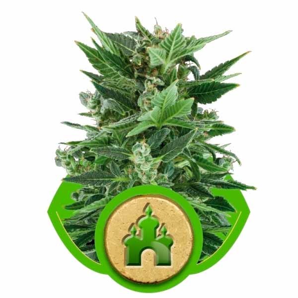 ROYAL KUSH AUTOMATIC - ROYAL-QUEEN SEEDS