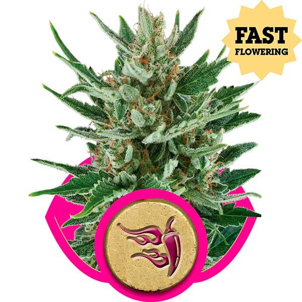 Speedy Chile (Fast Flowering) - ROYAL-QUEEN SEEDS