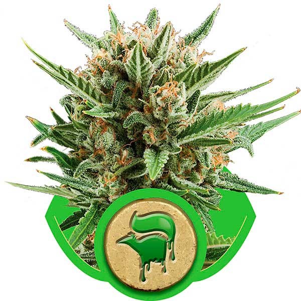 Sweet Skunk Automatic - ROYAL-QUEEN SEEDS