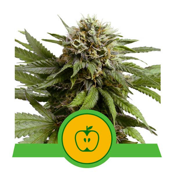 Apple Fritter Auto - ROYAL-QUEEN SEEDS