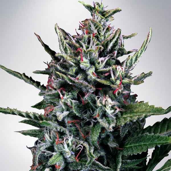 Auto Silver Bullet - 5 seeds - MINISTRY OF CANNABIS