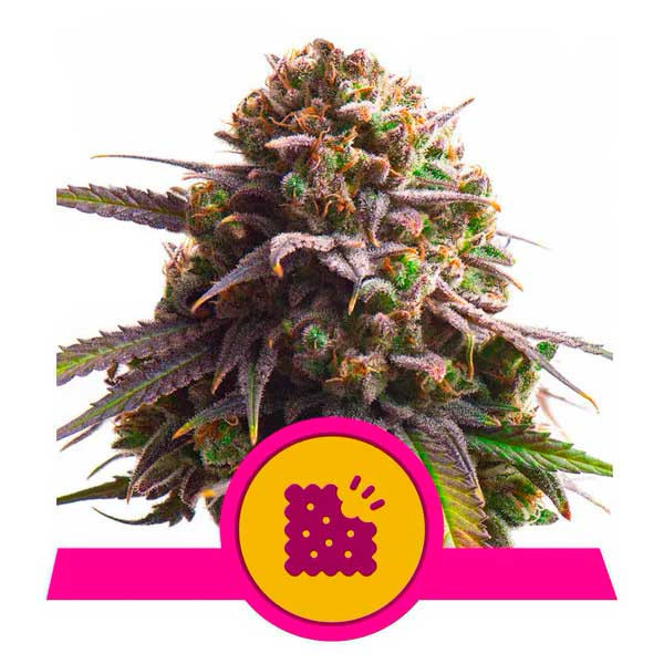 Biscotti - ROYAL-QUEEN SEEDS