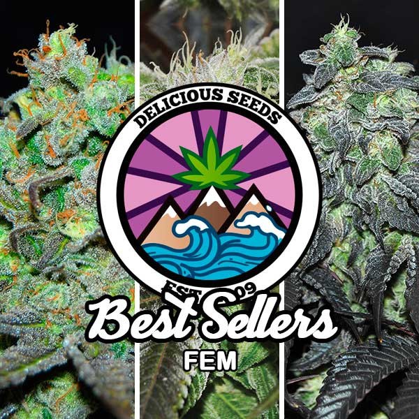 Best Sellers Collection - DELICIOUS SEEDS