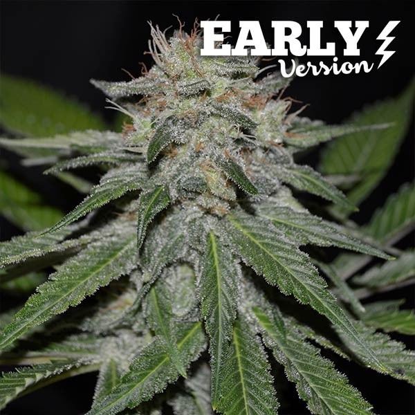CRITICAL NEVILLE HAZE EARLY VERSION - EARLY VERSION - DELICIOUS SEEDS
